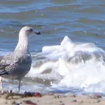 Seaside, direkt an der Promenade