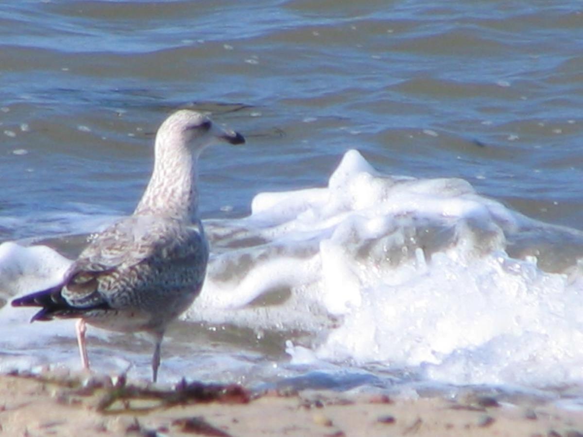 Apartment Seaside, Direkt An Der Promenade